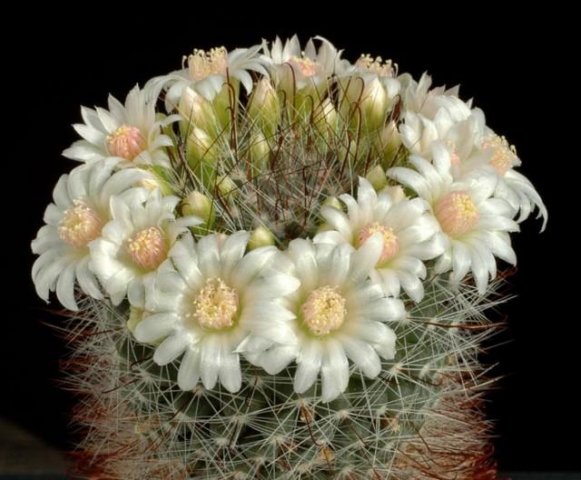 Mammillaria_zeilmanniana_1